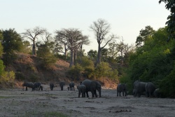 En cette fin de journée, les éléphants défilent pour s'abreuver