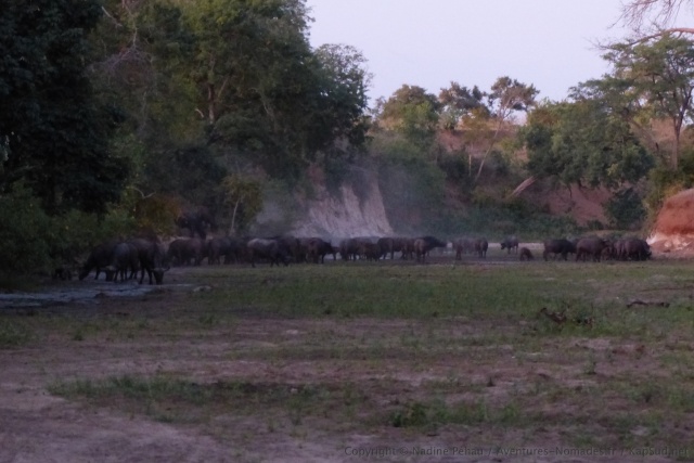 En saison sèche, les Chitake Springs sont les seules sources d'eau à des kilomètres 