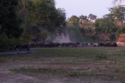 En saison sèche, les Chitake Springs sont les seules sources d'eau à des kilomètres 