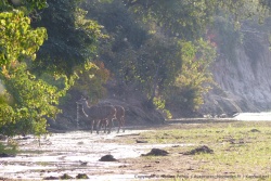 Au petit matin, des koudous méfiants viennent s'abreuver