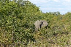 En bord de route, nous surprenons un éléphant, à quelques kilomètres de la ville