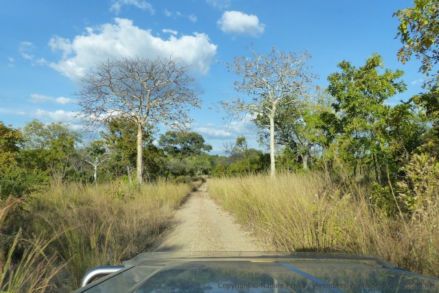 De jolis arbres au tronc argenté, encadrent la piste pendant un petit moment