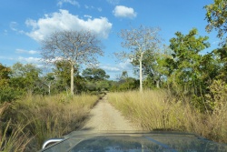 De jolis arbres au tronc argenté, encadrent la piste pendant un petit moment