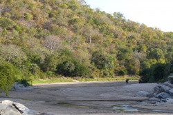 Pour notre plus grand plaisir, quelques éléphants se montrent en dehors des parcs naturels