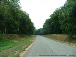 La route traverse une plantation d'hévéas