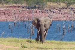 Certains pachydermes ont des défenses parfois un peu biscornues