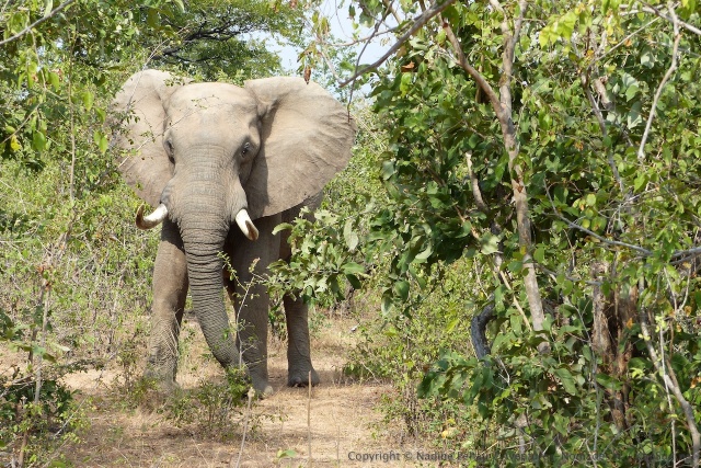 Décidément, le coin semble attirer particulièrement les plus gros éléphants mâles de la région