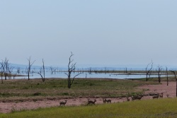 Enfin, nous découvrons une petite troupe d'impalas près du lac
