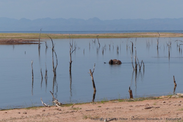 Un éléphant se lance dans la traversée d'un bras du lac