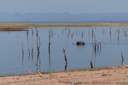Un éléphant se lance dans la traversée d'un bras du lac