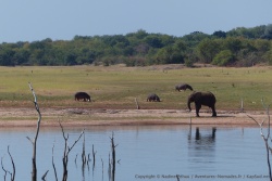 Notre éléphant semble très satisfait de se retrouver de l'autre côté