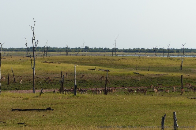 Plusieurs troupes d'impalas colonisent les chenaux qui s'incrustent dans les terres