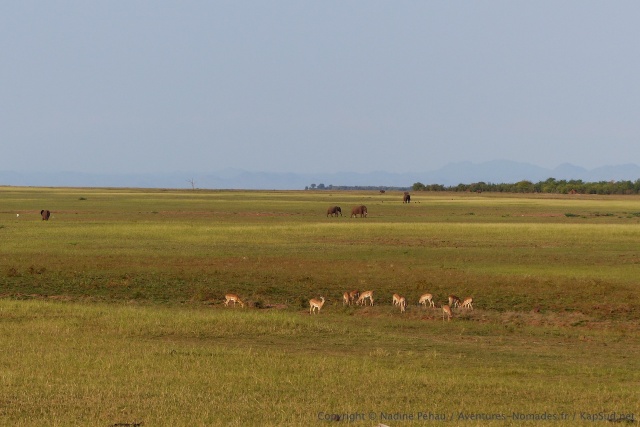 Les savanes du bord du lac accueillent essentiellement impalas et éléphants