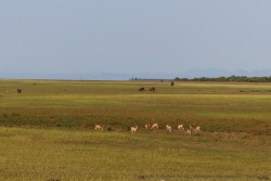 Les savanes du bord du lac accueillent essentiellement impalas et éléphants