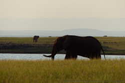 Les éléphants semblent s'être donnés rendez-vous ici pour célébrer la fin de journée