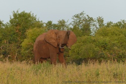 Cet éléphant a dû prendre un bain il y a peu