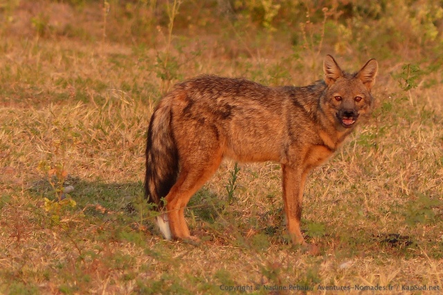 Ce chacal nous fait plus penser à un loup qu'à un chacal !