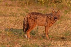 Ce chacal nous fait plus penser à un loup qu'à un chacal !