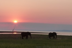 Ce soir, c'est coucher de soleil sur éléphants !