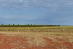 Les couleurs dominantes de l'Afrique australe sont réunies ici aussi