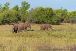 Ce matin, les éléphants aiment se retrouver à la lisière de la forêt