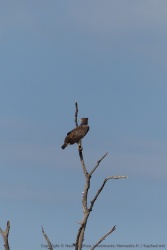 On est pas très calé en oiseaux, mais ça ressemble à un aigle martial