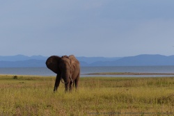 Dernière vision comme souvenir de ce surprenant parc sur le lac Kariba
