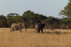 En cette fin de journée, les éléphants semblent quitter les fourrés pour venir dans la plaine