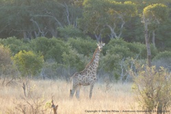 Les girafes, plus timides, rejoignent elles aussi la plaine