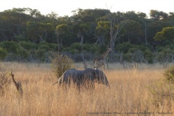 Les herbes sont tellement hautes qu'on distingue à peine les éléphants