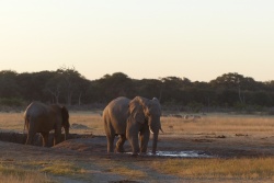 La waterhole Kennedy 2 est le rendez-vous de tous les animaux en cette fin de journée