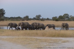 Les troupeaux de familles d'éléphants défilent les uns après les autres
