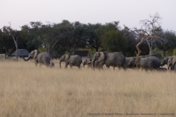 Pour arriver au campement de Kennedy 1, il faut laisser passer les troupeaux d'éléphants