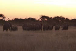 Eléphants dans le soleil couchant, un de nos spectacles préférés
