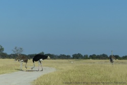 En revenant en Afrique australe, on retrouve avec plaisir les autruches