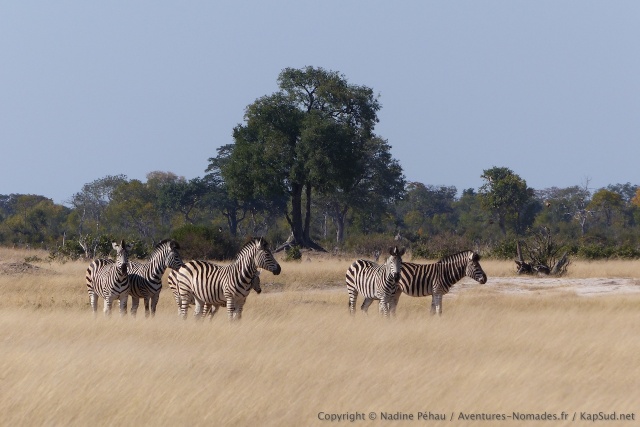 Les savanes autour de Ngweshla sont superbes avec leurs herbes blondes
