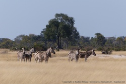 Les savanes autour de Ngweshla sont superbes avec leurs herbes blondes