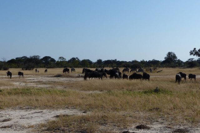 Gnous, zèbres, impalas fréquentent assidument les savanes de Ngweshla