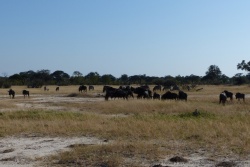 Gnous, zèbres, impalas fréquentent assidument les savanes de Ngweshla