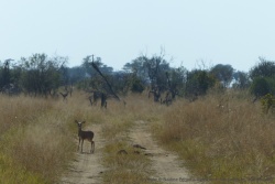 Un adorable steenbok nous attend sur la piste