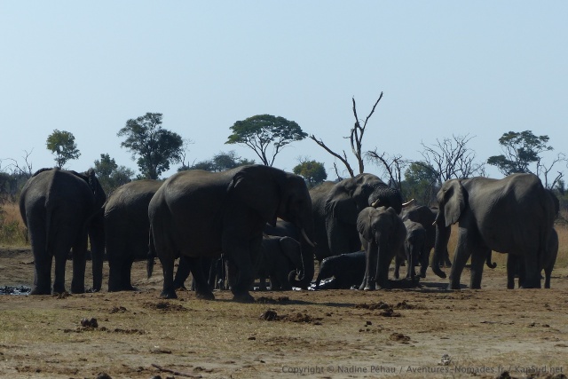 Le trou d'eau est pris d'assault par les éléphants assoiffés