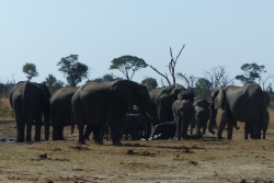 Le trou d'eau est pris d'assault par les éléphants assoiffés