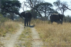 Souvent, les éléphants aiment à rappeler qu'ils sont les véritables rois de la savane