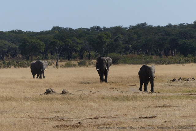 Trois grands éléphants mâles arrivent d'un pas décidé au trou d'eau