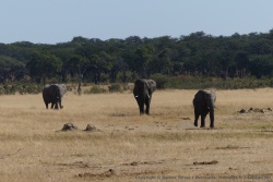 Trois grands éléphants mâles arrivent d'un pas décidé au trou d'eau