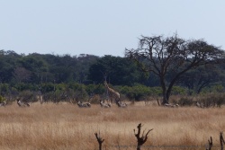 Au loin, zèbres et girafes attendent patiemment leur tour