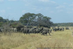 A la sortie du parc de Hwange, nous tombons sur des dizaines d'éléphants