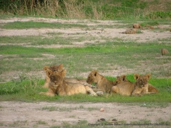 Tanzanie