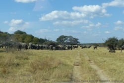 Tous les éléphants du coin semblent s'être donnés rendez-vous à ce trou d'eau