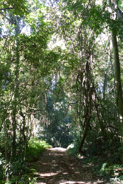 Un beau sentier aménagé pour découvrir cette forêt primaire humide unique dans le pays